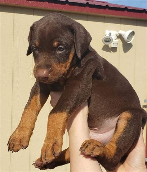 doberman pinscher for sale in oklahoma